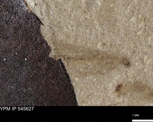 undet. Insecta