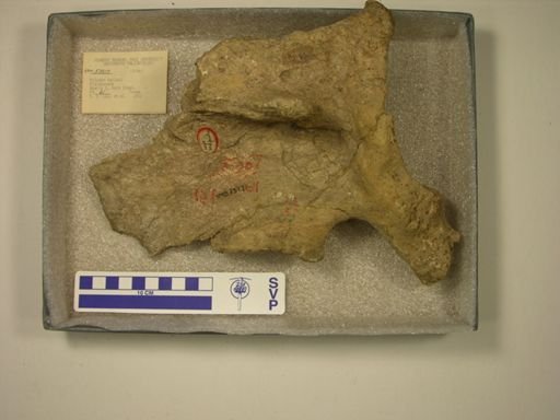 Mylodon harlani