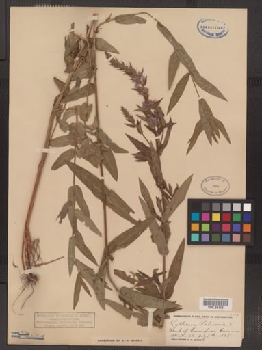 Lythrum salicaria