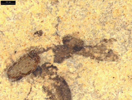 undet. Insecta