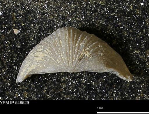 Stropheodonta navalis