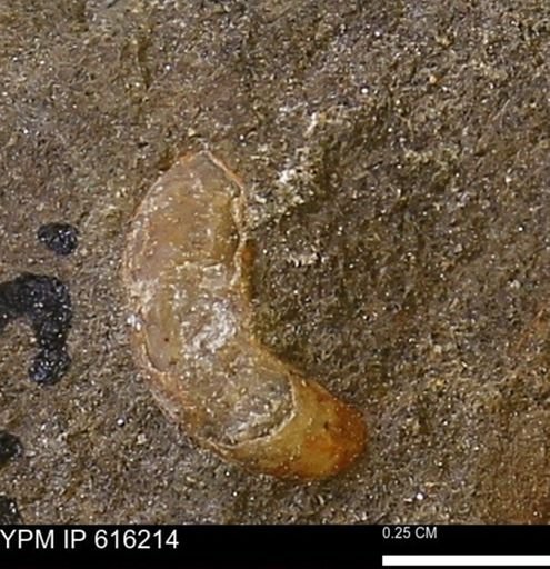 undet. Ammonoidea