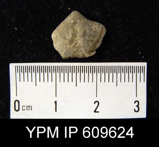 Spirifer modestus