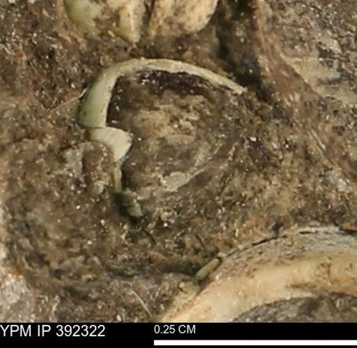 Protocardia subquadrata