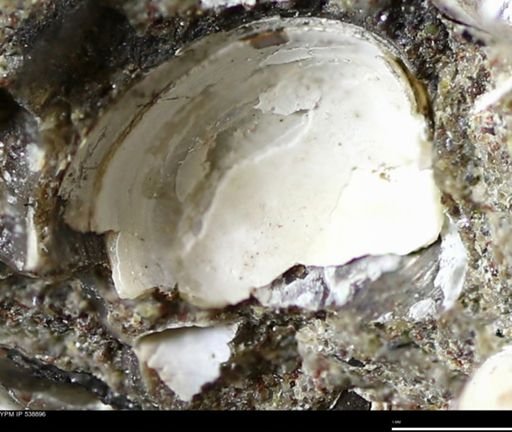 Corbulamella gregaria