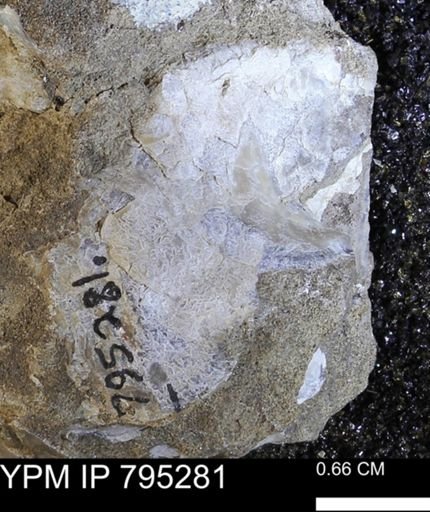 undet. Bakevelliidae