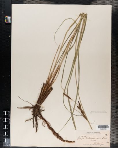 Carex