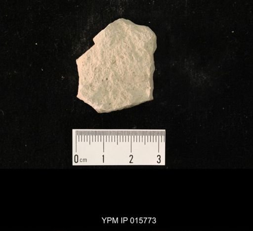 Probnis speciosa