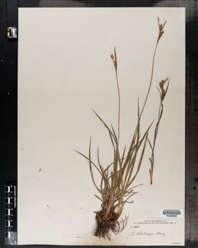 Carex