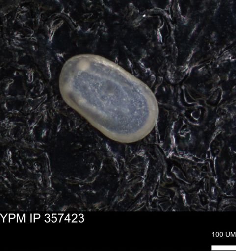 undet. Ostracoda