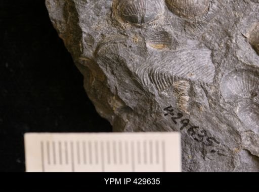 Modiomorpha