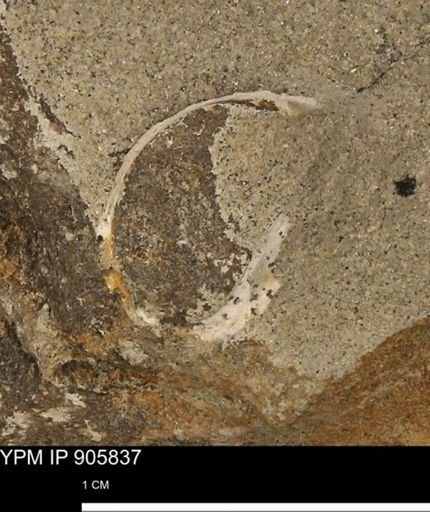undet. Brachyura