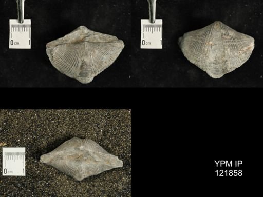 Mediospirifer medialis
