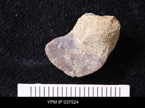 Pacifastacus chenoderma
