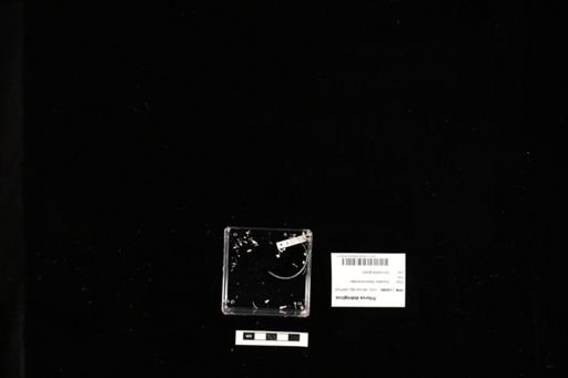 Triturus dobrogicus