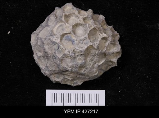 Pleurodictyum sp.
