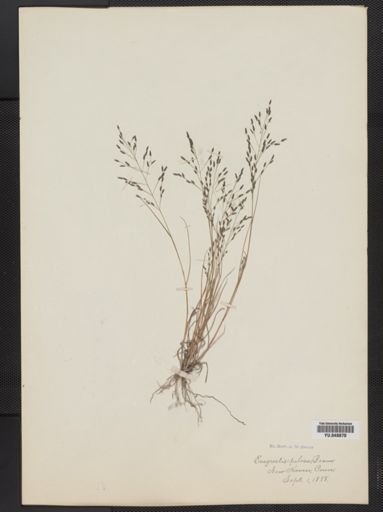 Eragrostis pilosa