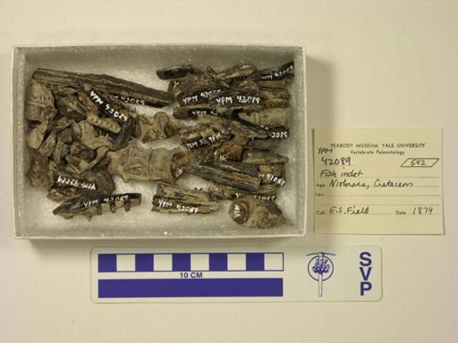 Pachyrhizodus?