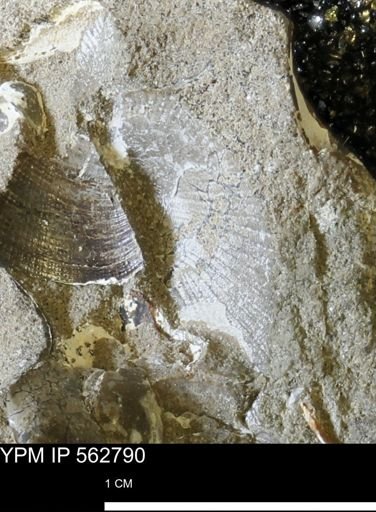 Oxytoma (Hypoxytoma) nebrascana
