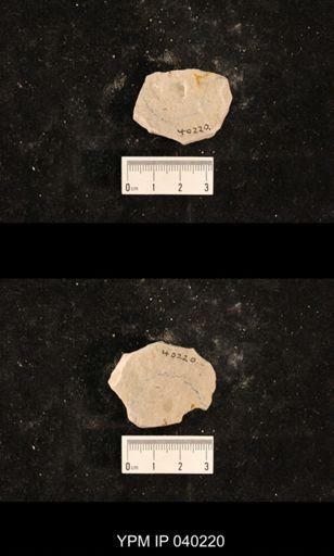 Ephemeroptera