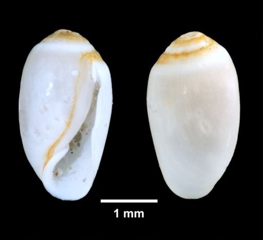 Retusa obtusa