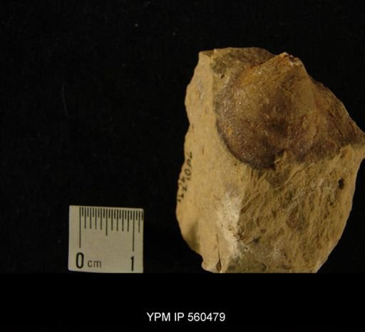 Archinacella sp.