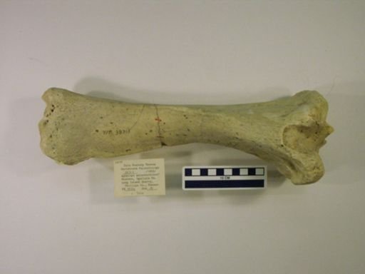 Aphelops