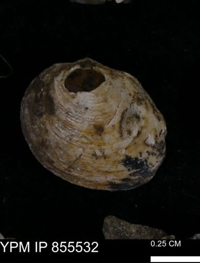 Limopsis striatopunctatus