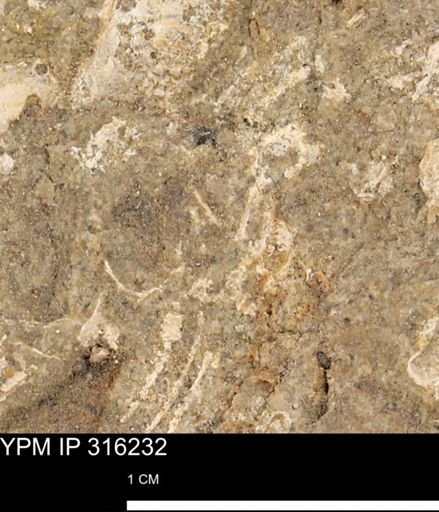 undet. Mollusca