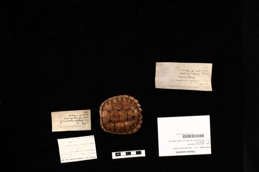 Chelydra serpentina