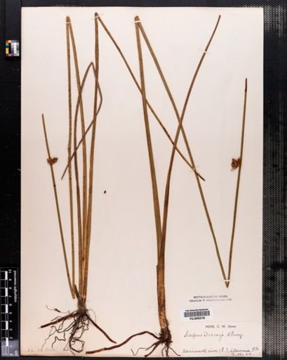 Scirpus torreyi