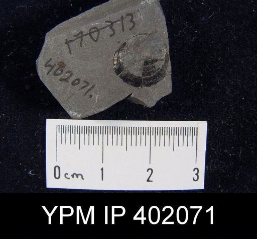 Palaeoglossa cyane