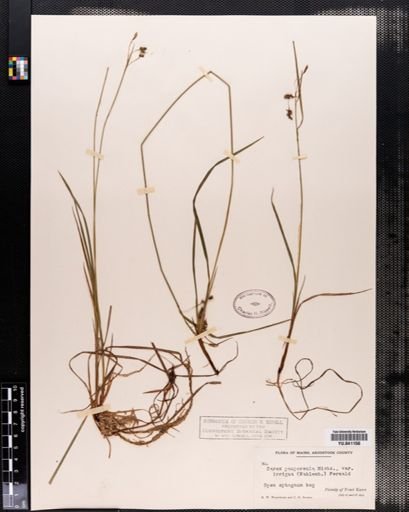 Carex paupercula