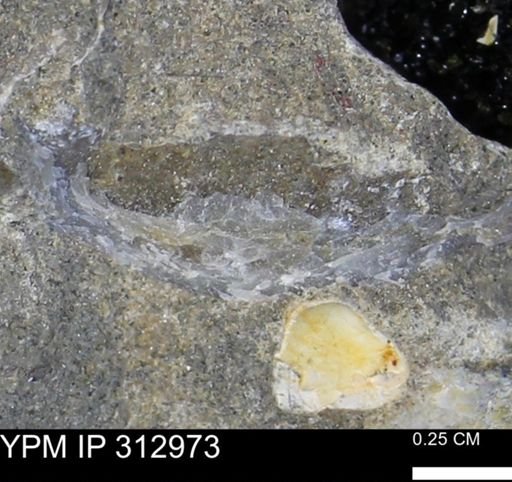 undet. Bivalvia