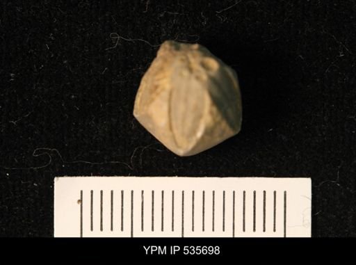 Pentremites florealis