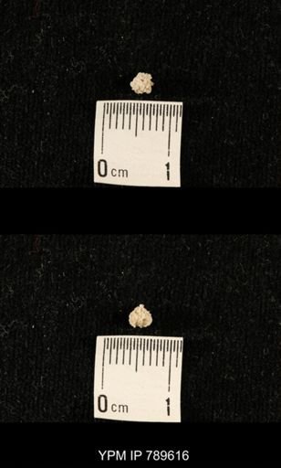 undet. Bryozoa