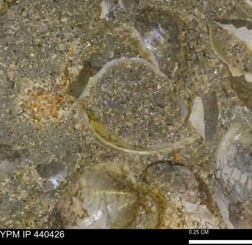 Protocardia subquadrata