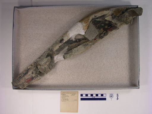 Crocodilus sp.