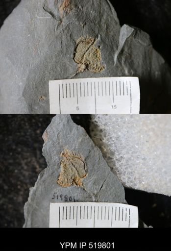 Chauvelicystis sp.