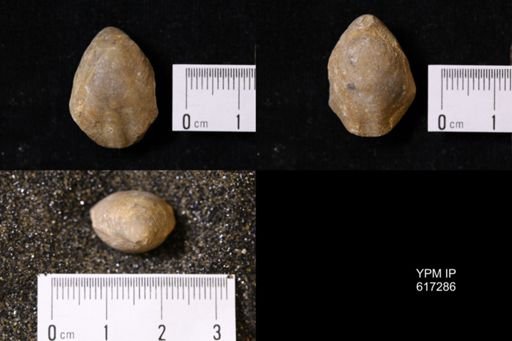 Musculina biplicata