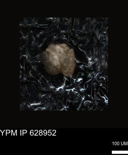 undet. Foraminiferida