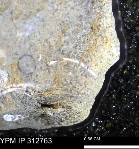 undet. Bivalvia