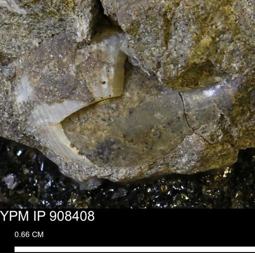 undet. Gastropoda