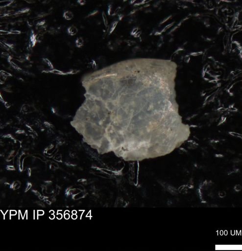 undet. Foraminiferida