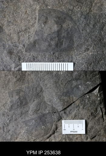 Erieopterus sp.