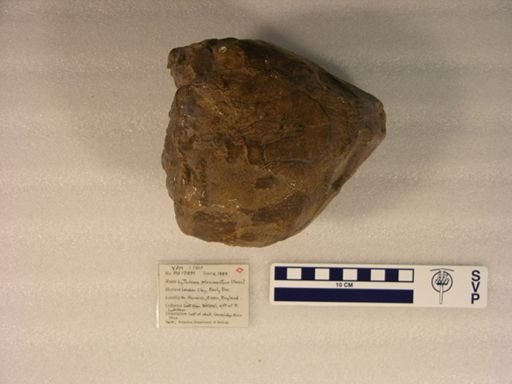 Lytoloma planimentum