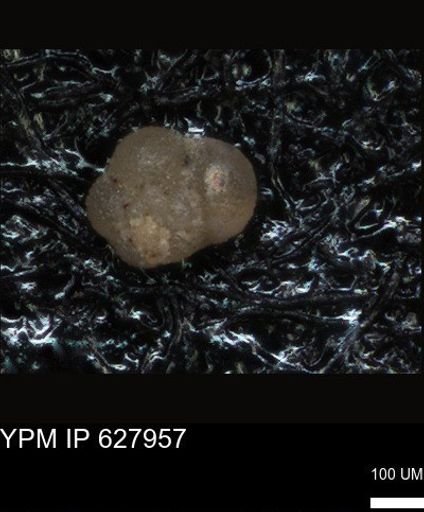 undet. Foraminiferida