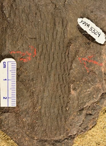 Lepidodendron sp.