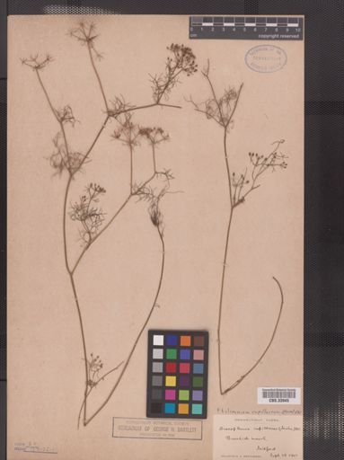 Ptilimnium capillaceum