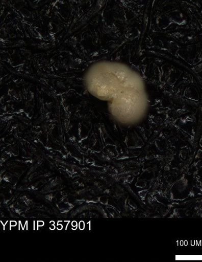 undet. Foraminiferida